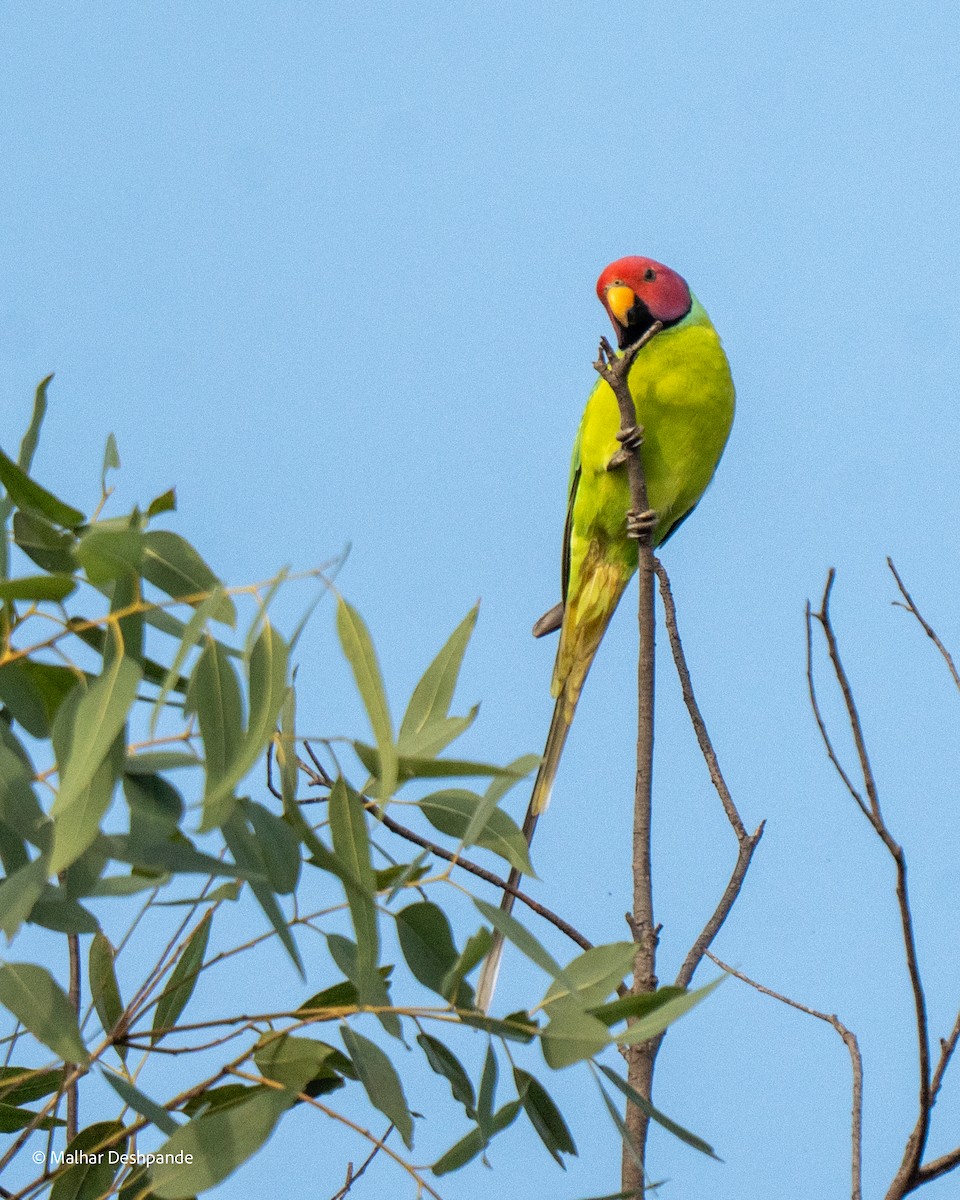 Erik Başlı Yeşil Papağan - ML644707646