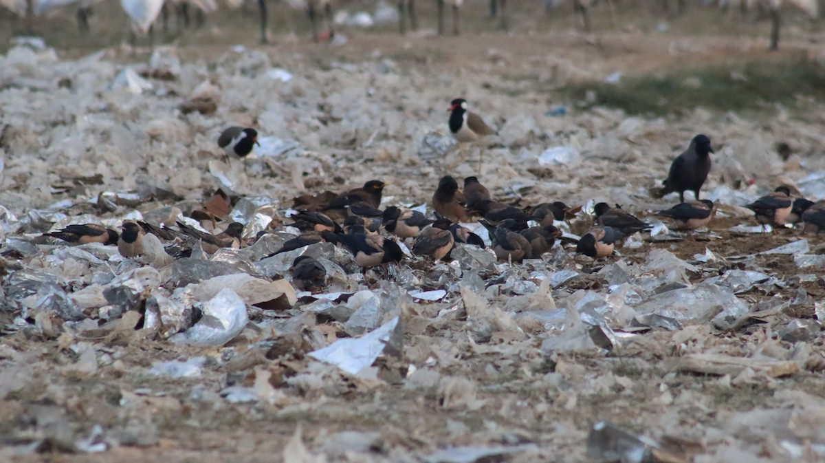 Rosy Starling - ML644707647