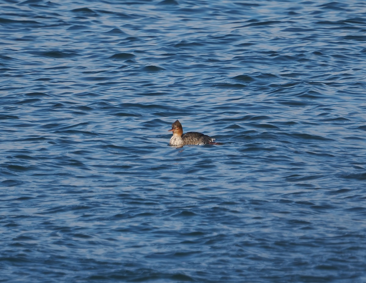 Крех середній - ML644707648