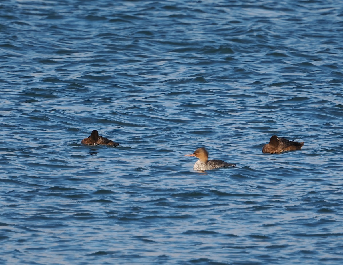 Крех середній - ML644707649