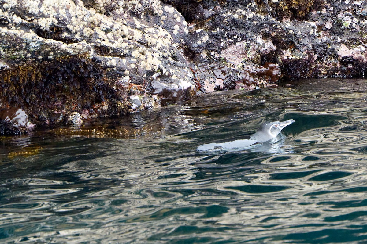 ガラパゴスペンギン - ML644707650