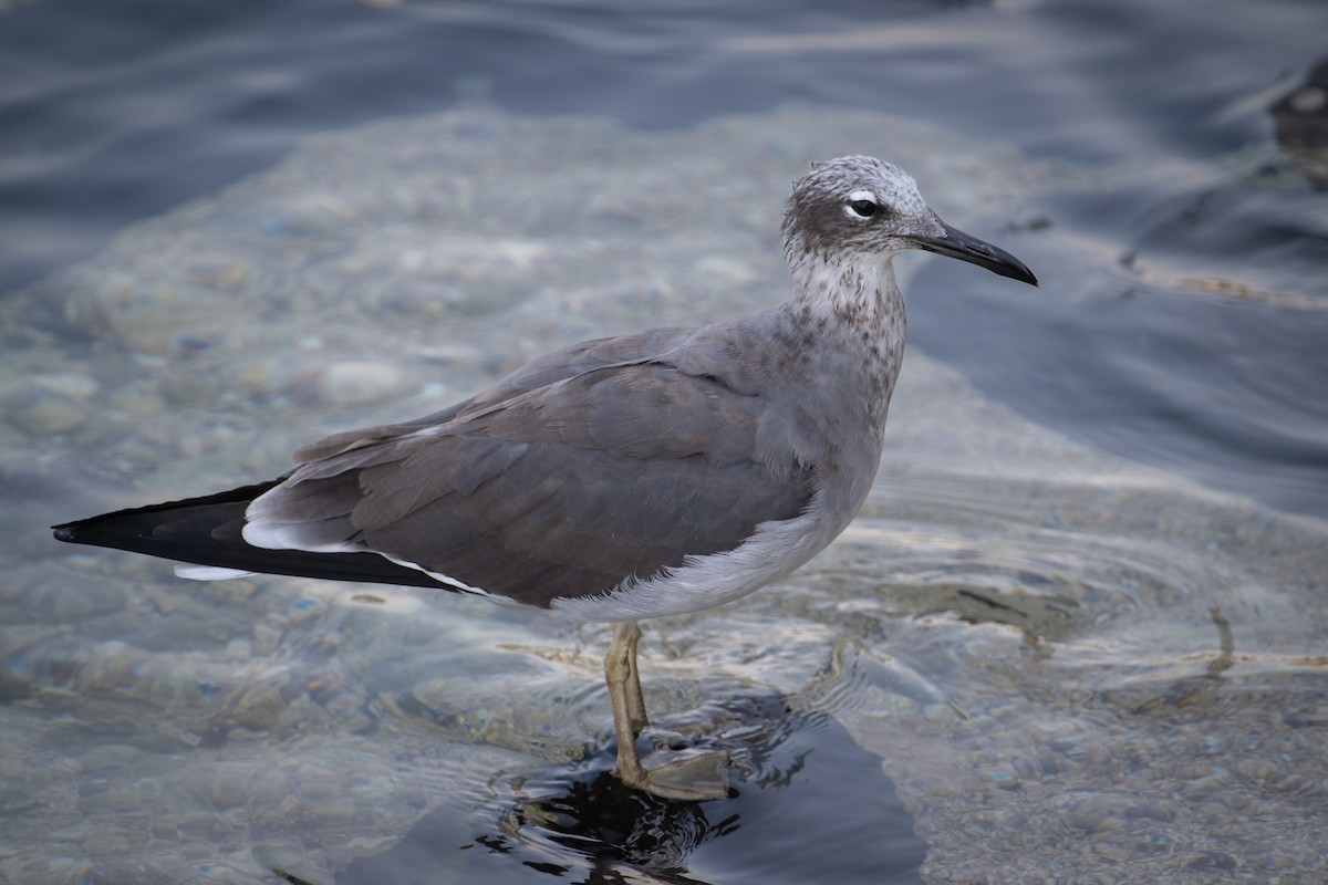 メジロカモメ - ML644707651