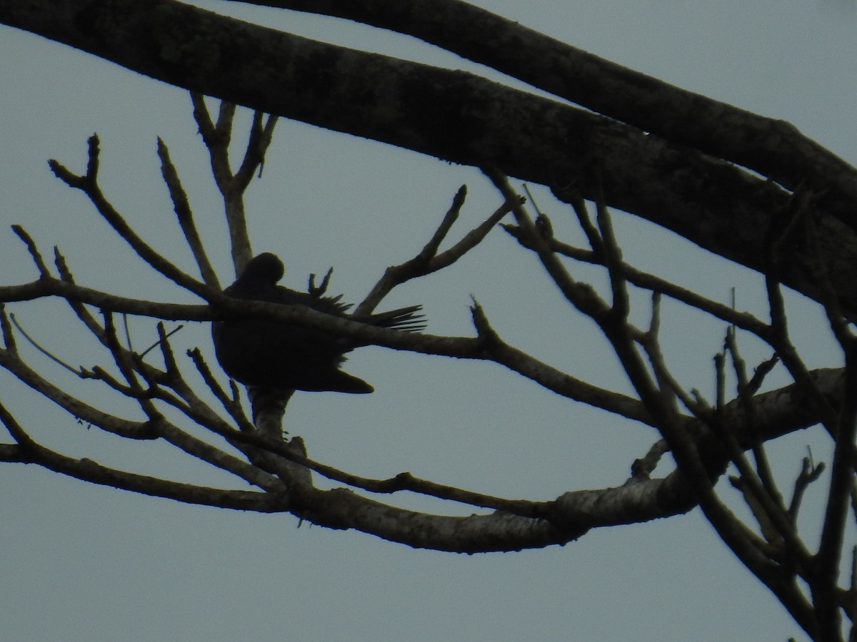 Pale-vented Pigeon - ML644707656