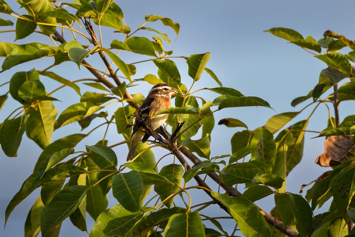 Rose-breasted Grosbeak - ML644707657
