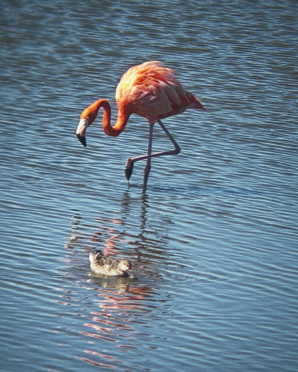 American Flamingo - ML644707661