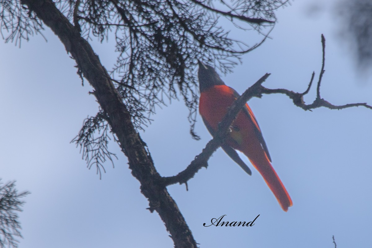 Scarlet Minivet - ML644707663