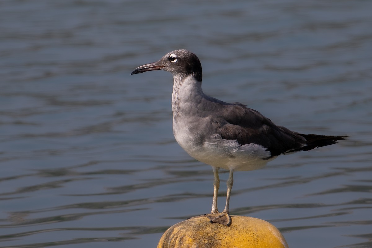 メジロカモメ - ML644707664