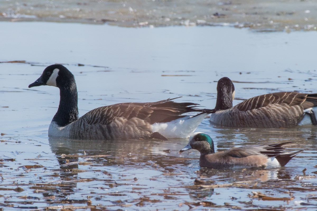 Canard d'Amérique - ML644707665