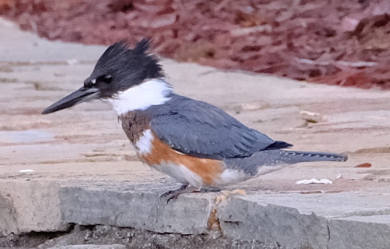 Belted Kingfisher - ML644707673