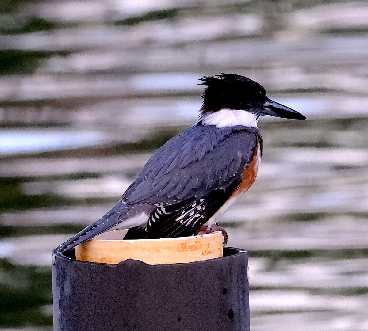 Belted Kingfisher - ML644707674