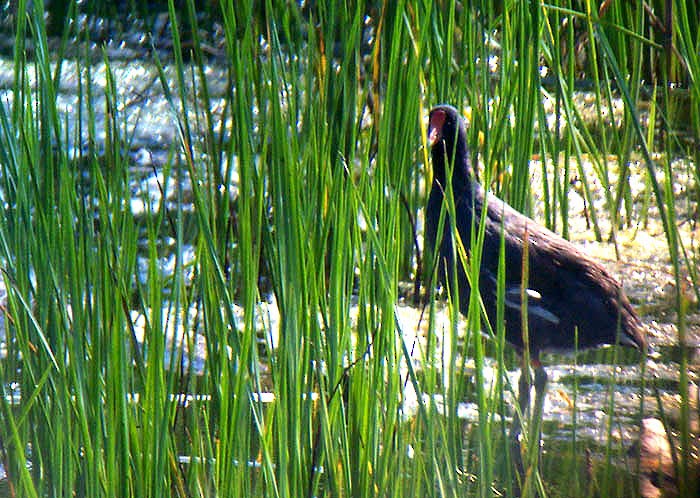 Gallinule d'Amérique - ML644707675