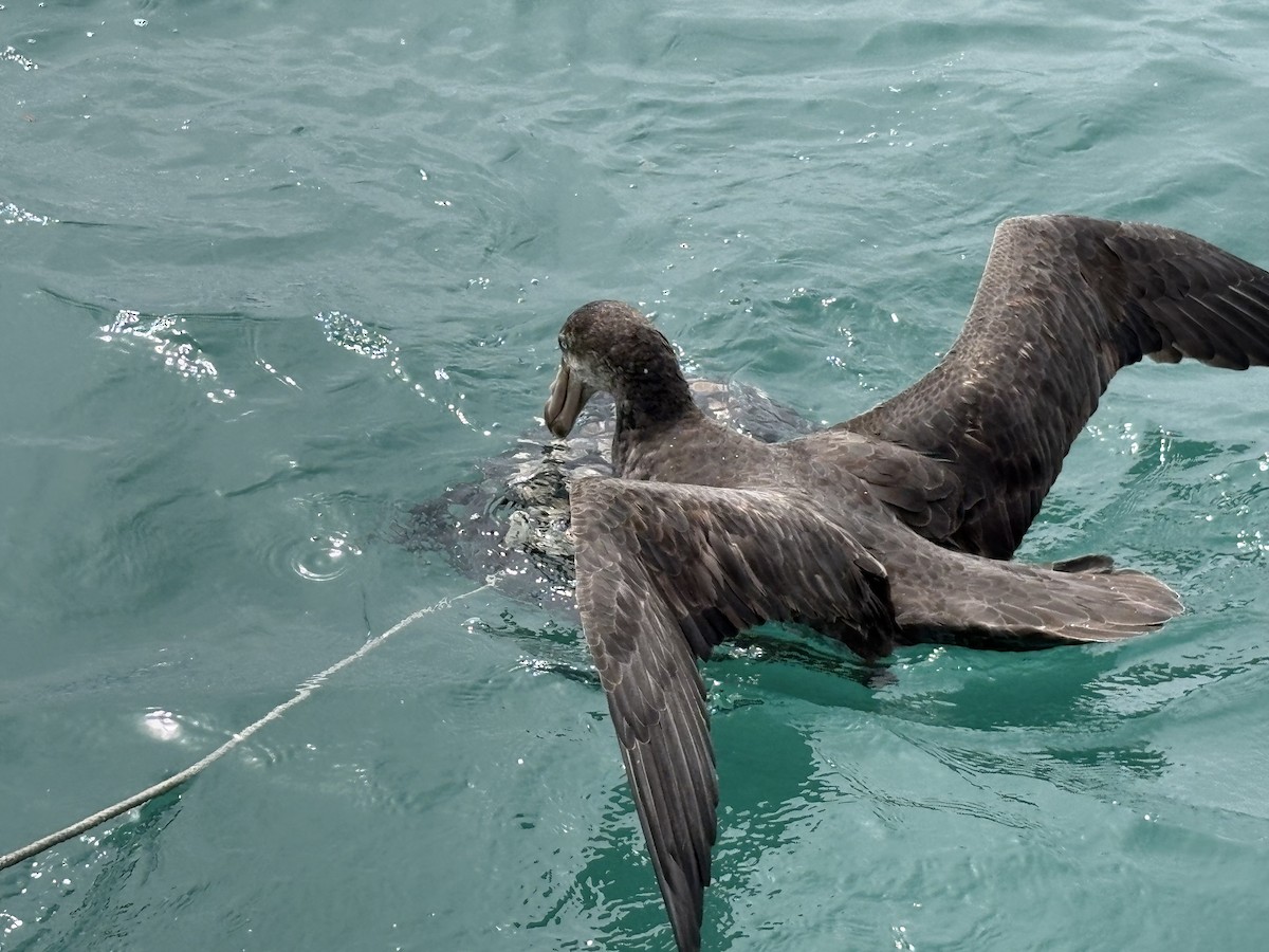 Northern Giant-Petrel - ML644707679