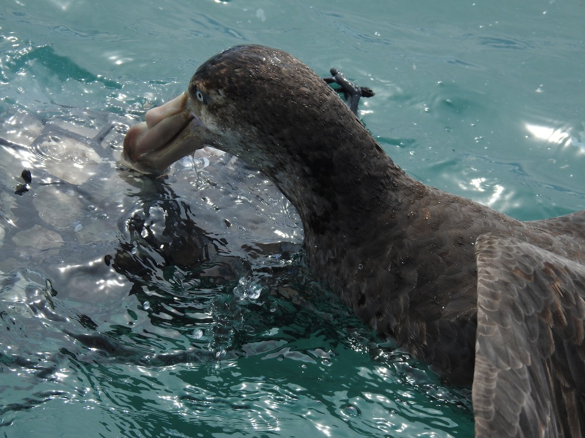 Northern Giant-Petrel - ML644707680