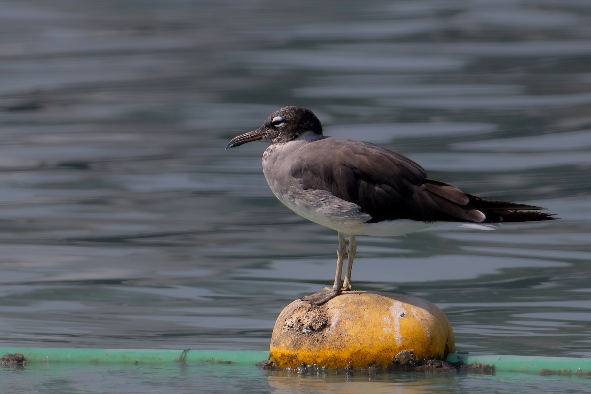 メジロカモメ - ML644707681