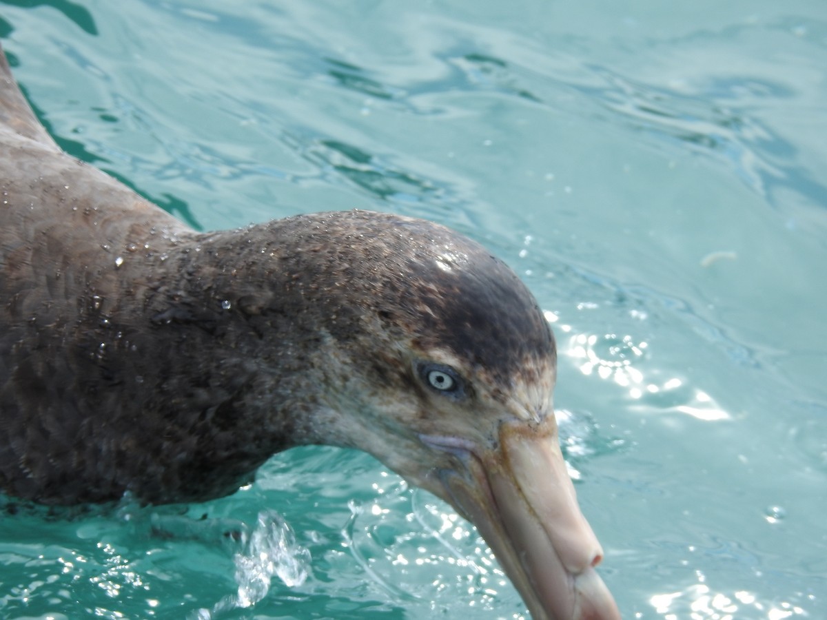 Northern Giant-Petrel - ML644707683