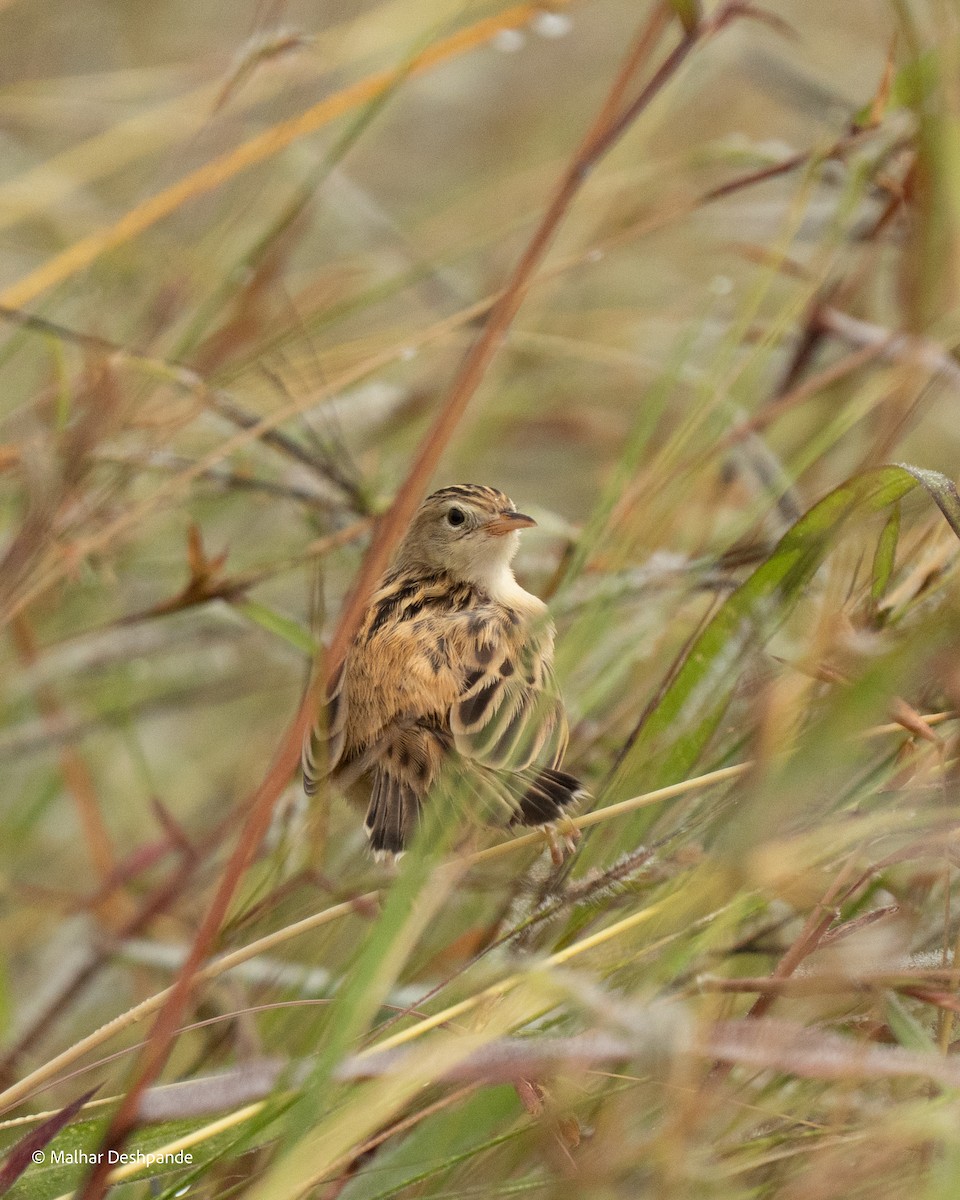 Zitting Cisticola - ML644707694
