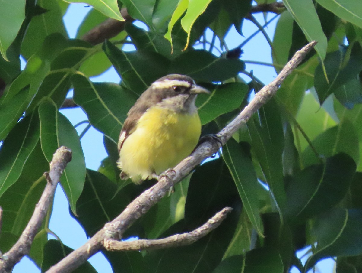 Bananaquit - ML644707697