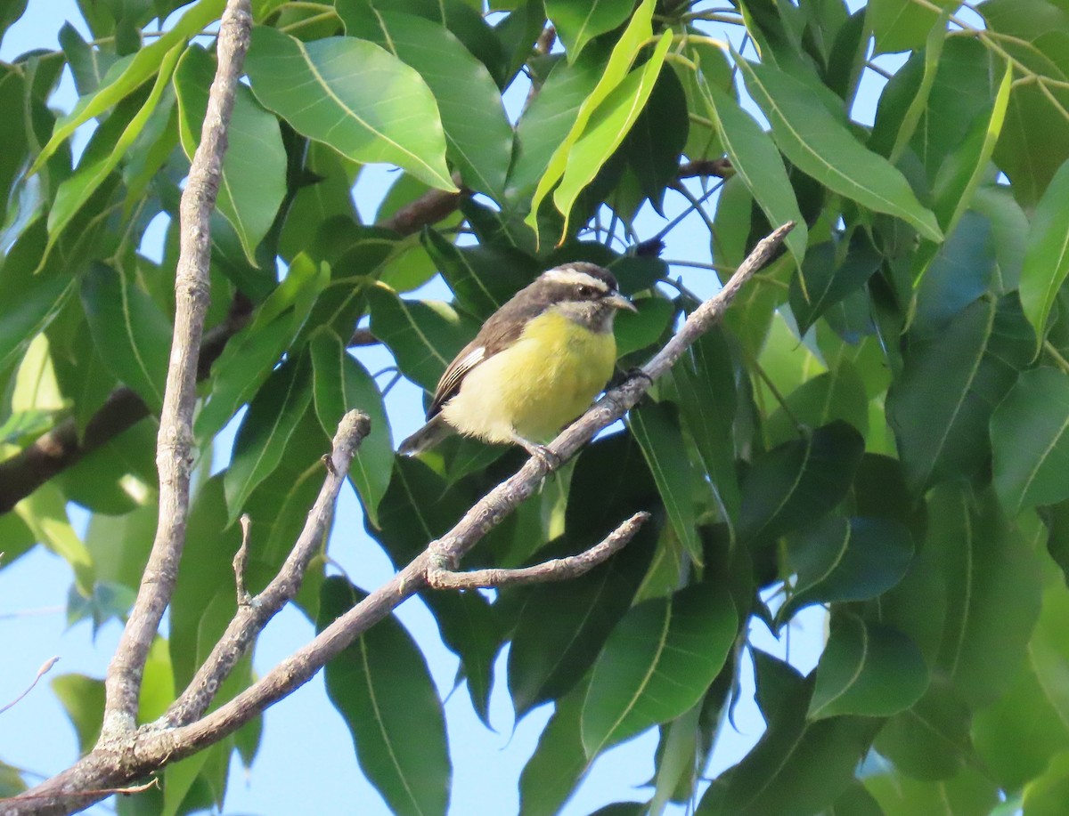 Bananaquit - ML644707701