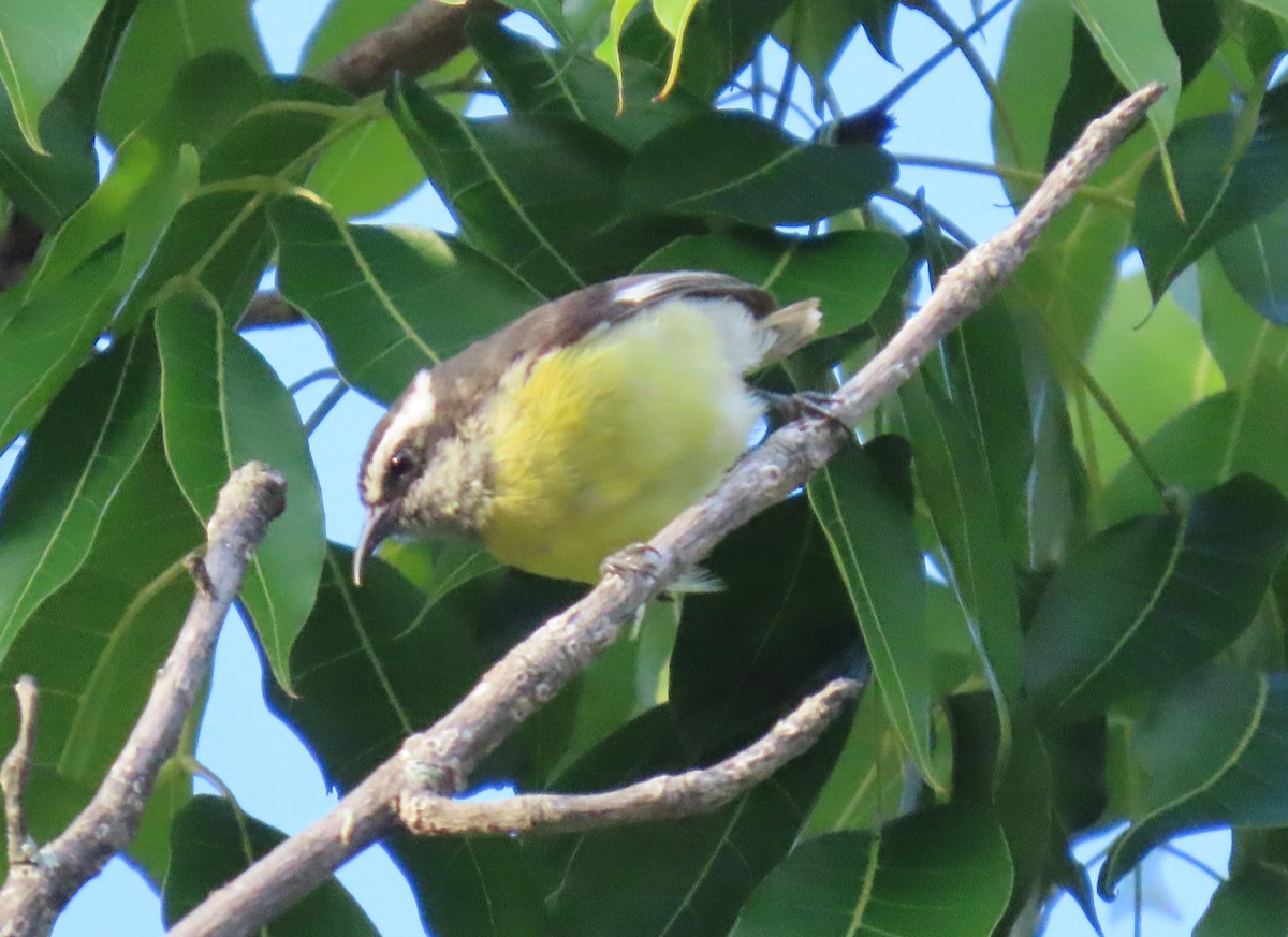 Bananaquit - ML644707704