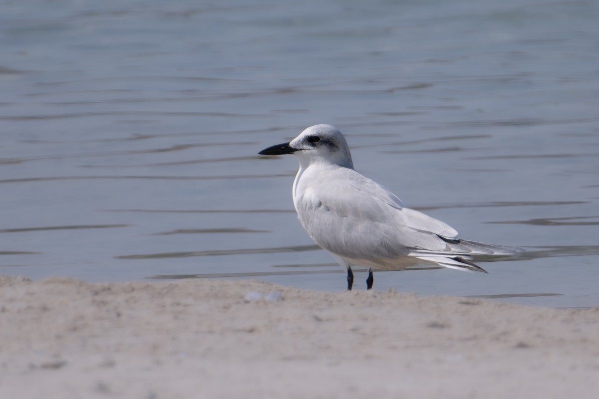 ハシブトアジサシ - ML644707706