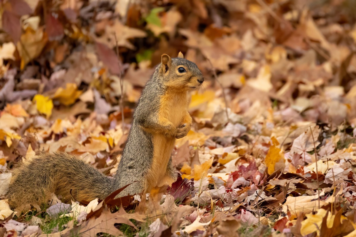 Eastern Fox Squirrel - ML644707709
