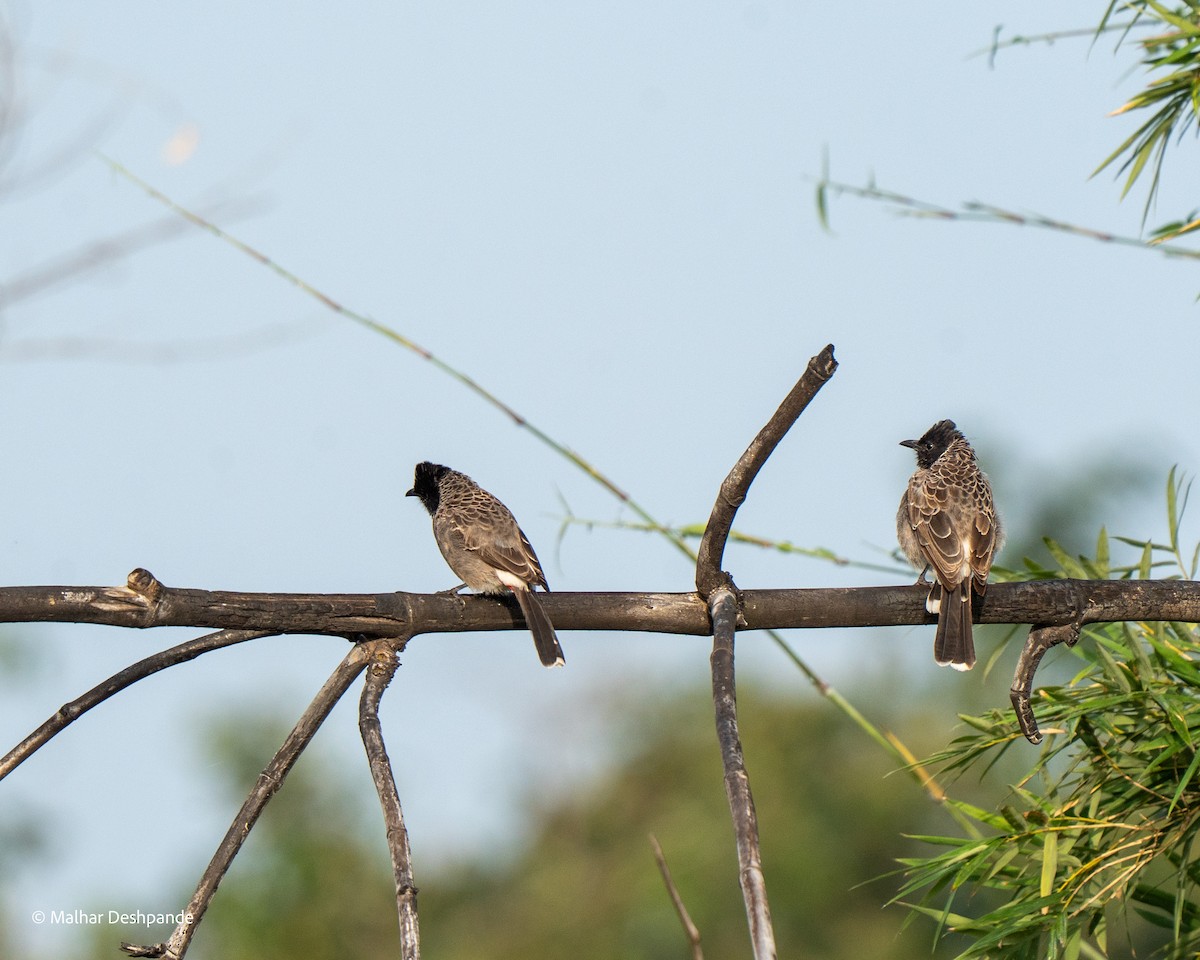 Red-vented Bulbul - ML644707711