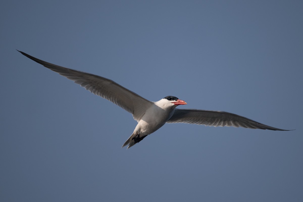 オニアジサシ - ML644707713