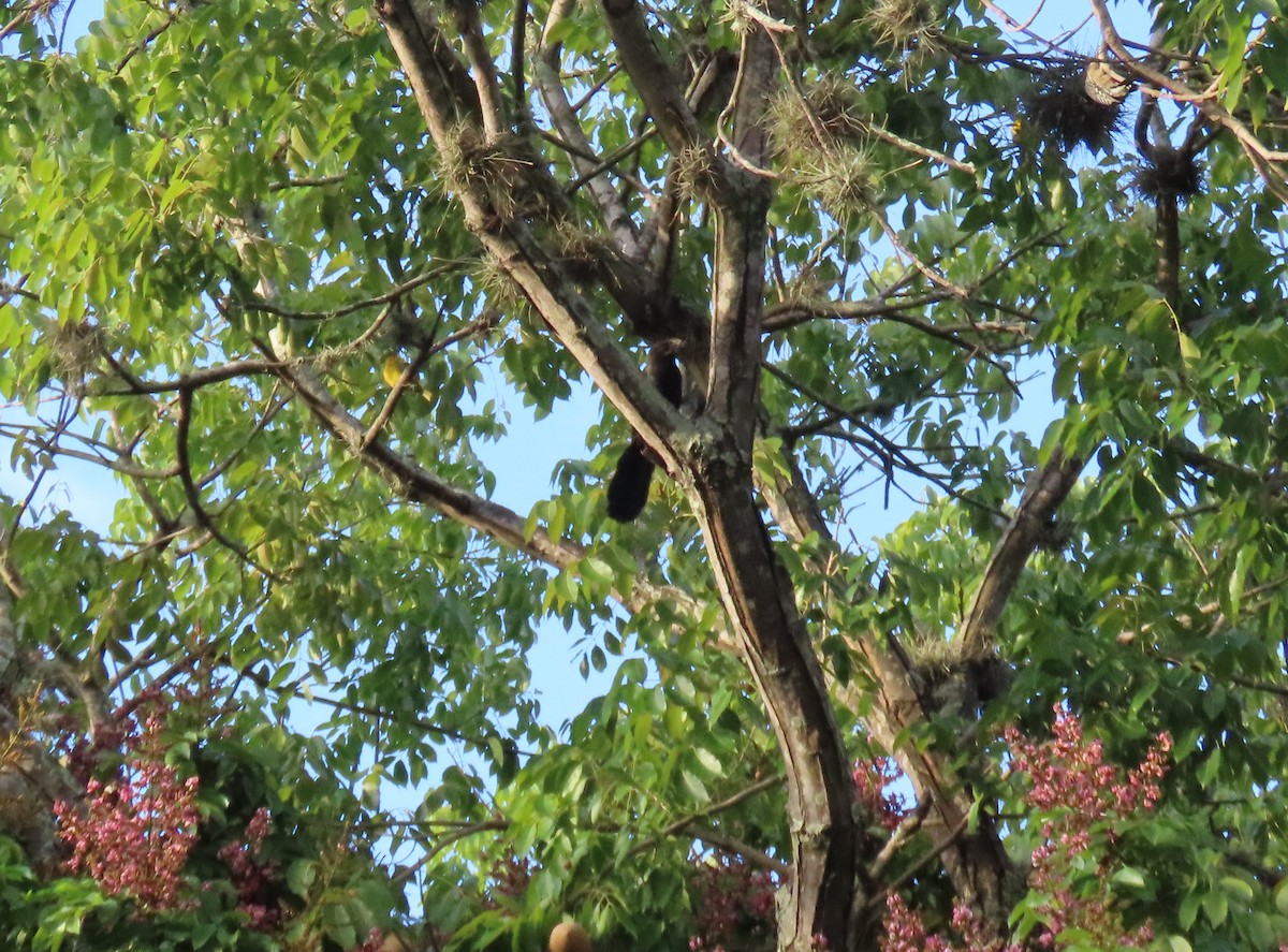 Düz Gagalı Ani - ML644707714