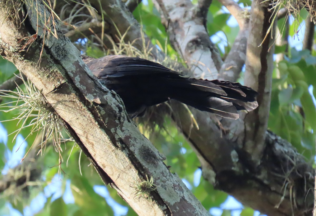 Düz Gagalı Ani - ML644707716