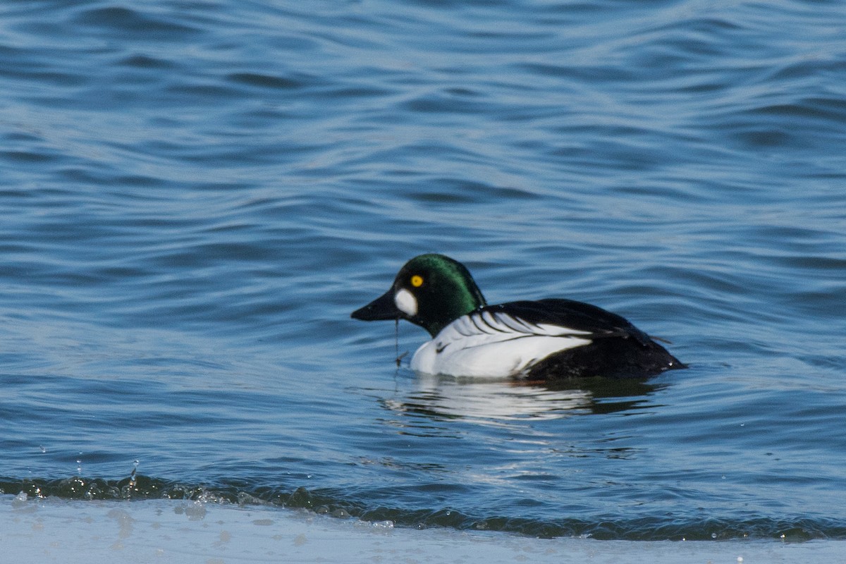 Garrot à oeil d'or - ML644707726