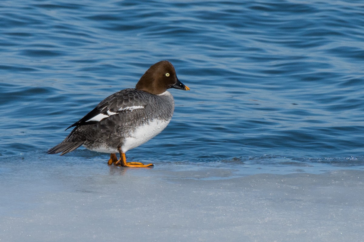 Garrot à oeil d'or - ML644707727