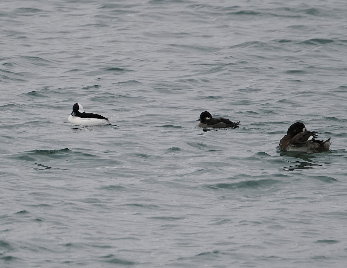 Гоголь малий - ML644707728