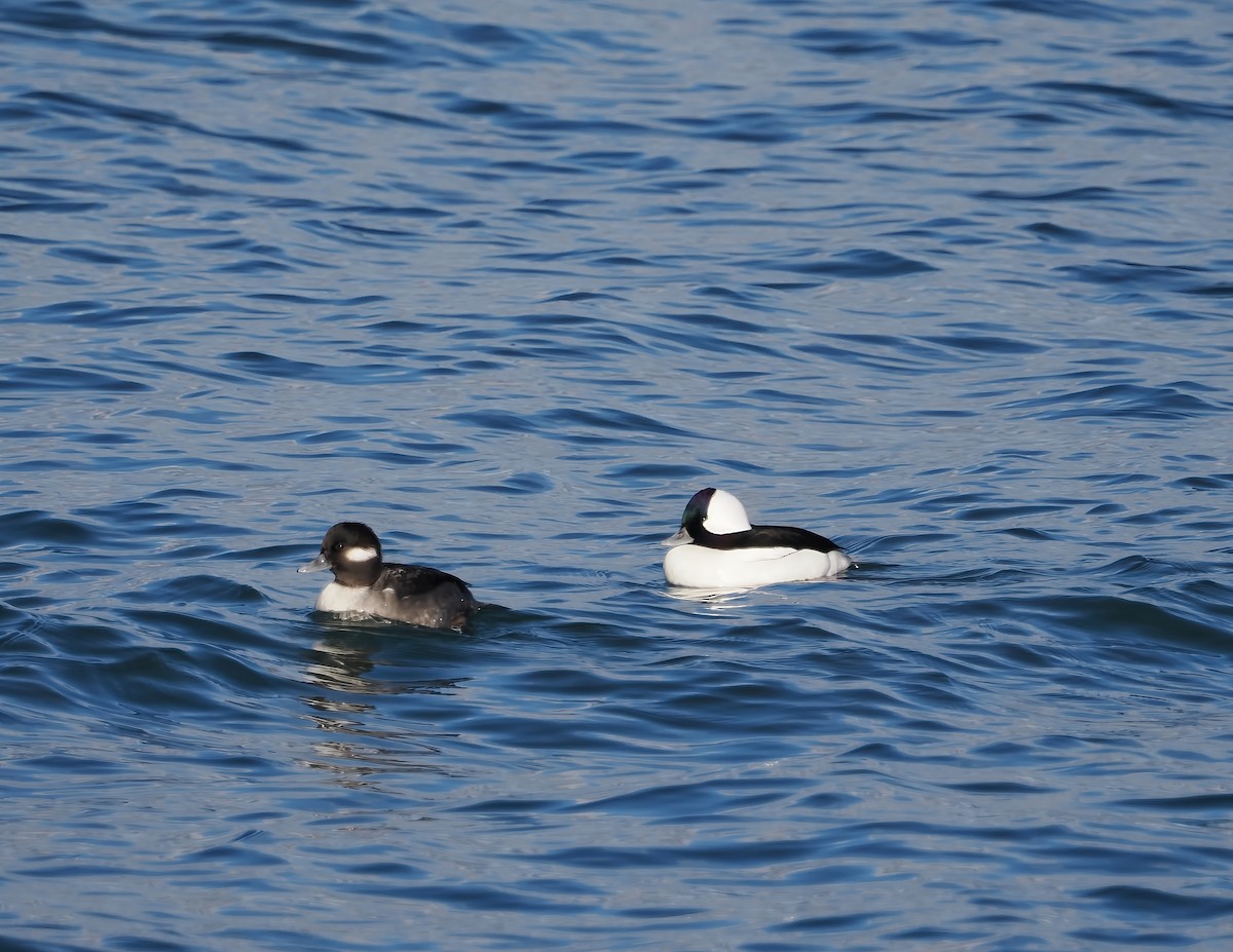 Гоголь малий - ML644707729