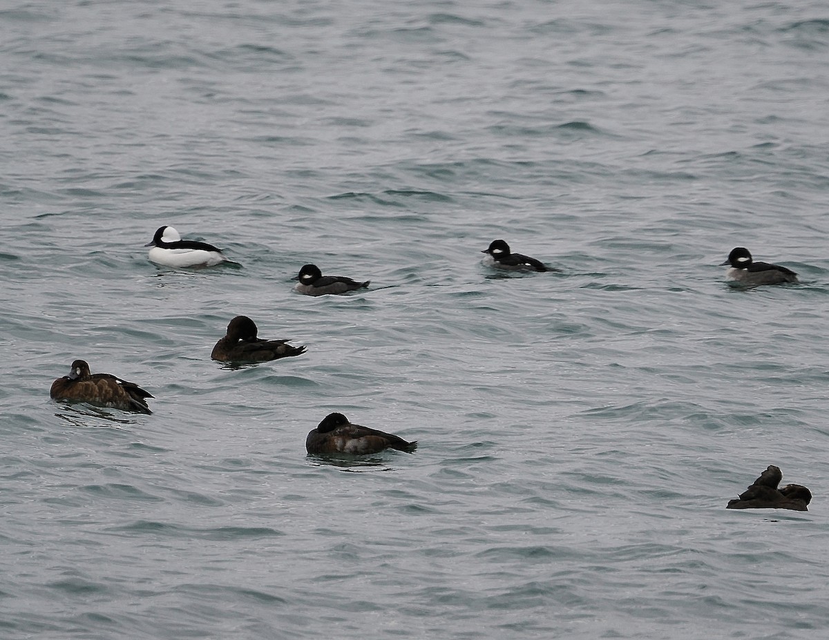 Гоголь малий - ML644707730