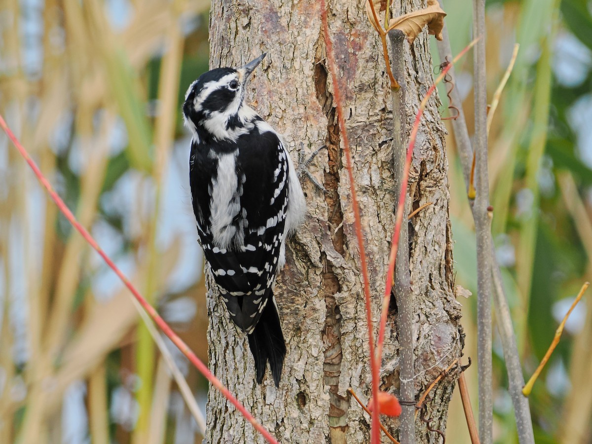 Дятел волохатий - ML644707739