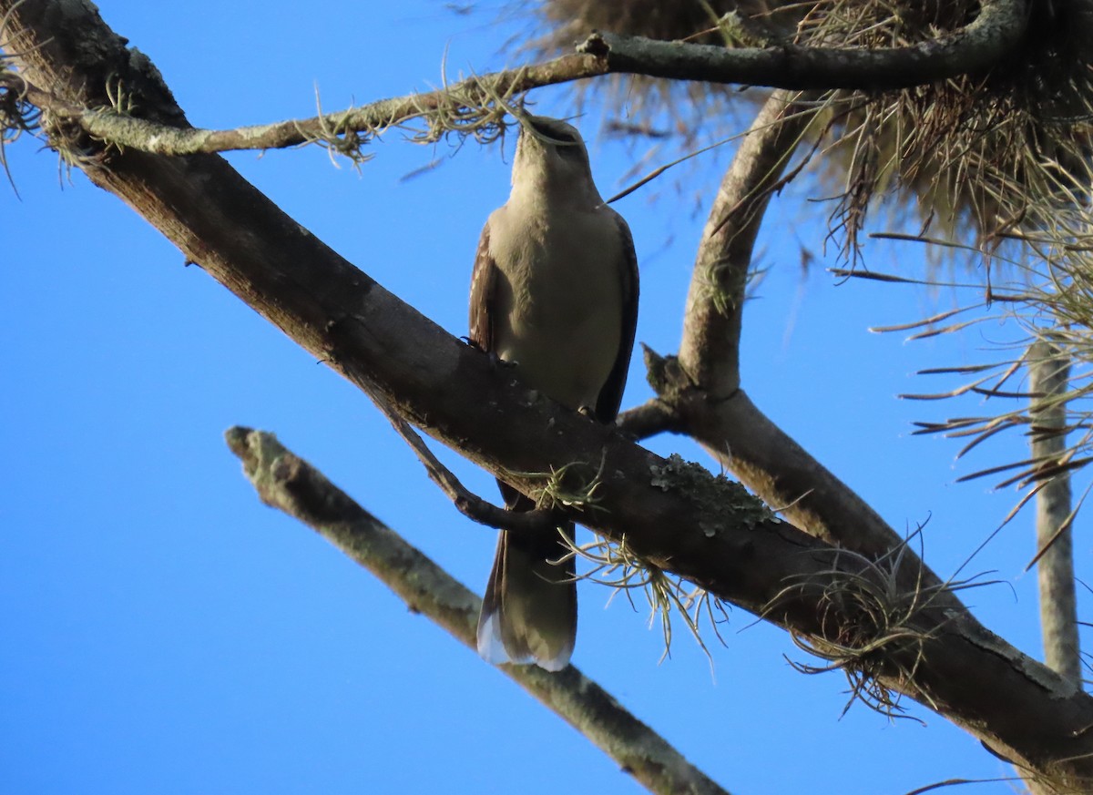 Tropikal Taklitçi - ML644707773