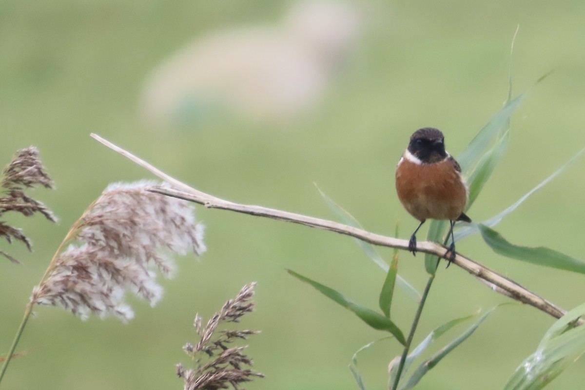 Taşkuşu - ML644707775