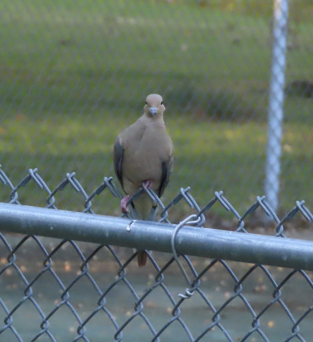 Mourning Dove - ML644707778