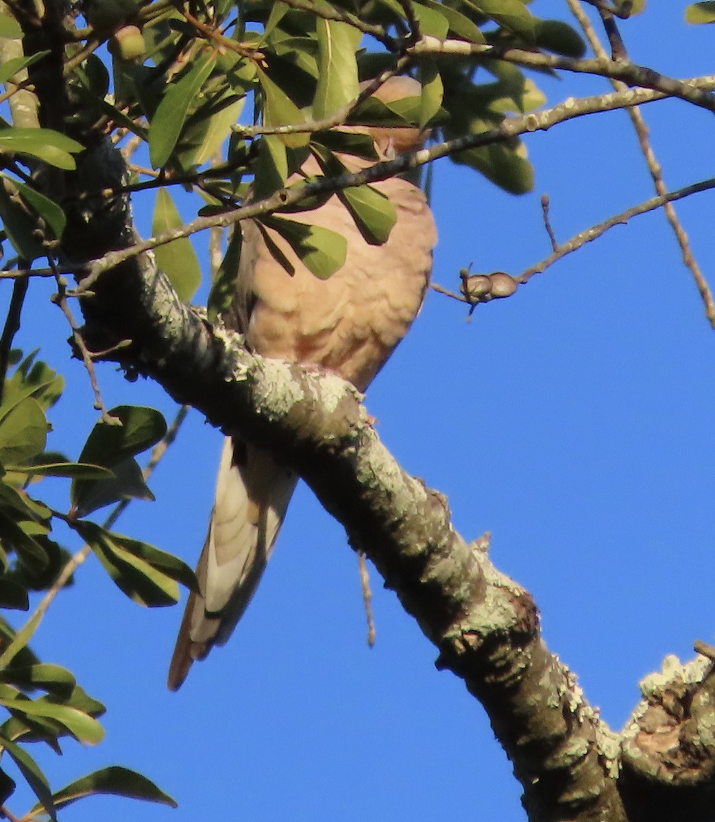 Mourning Dove - ML644707782