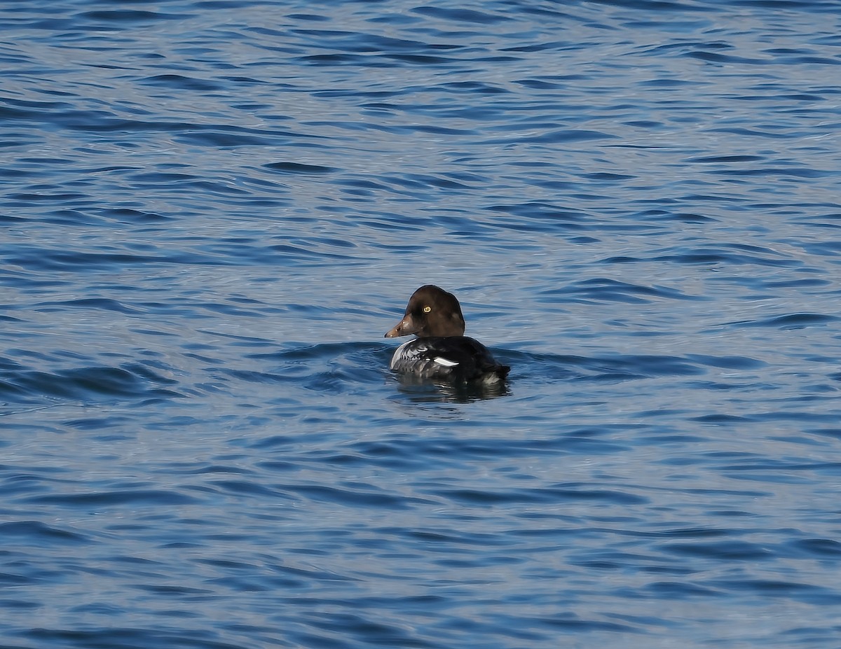 Гоголь зеленоголовий - ML644707786