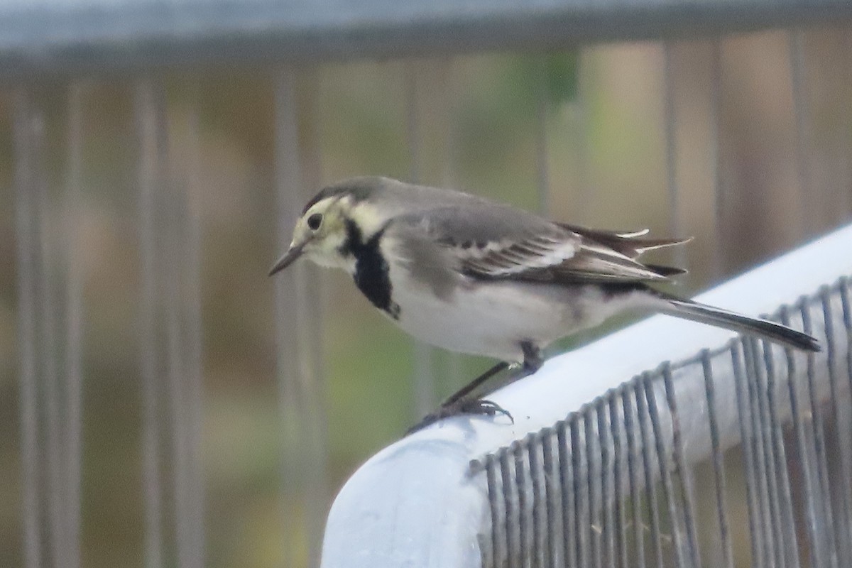 Lavandera Blanca - ML644707794