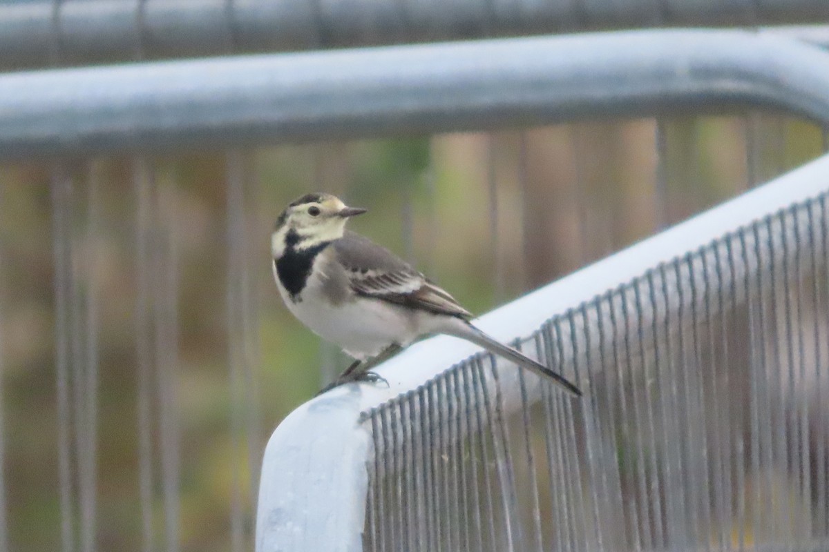 Lavandera Blanca - ML644707795