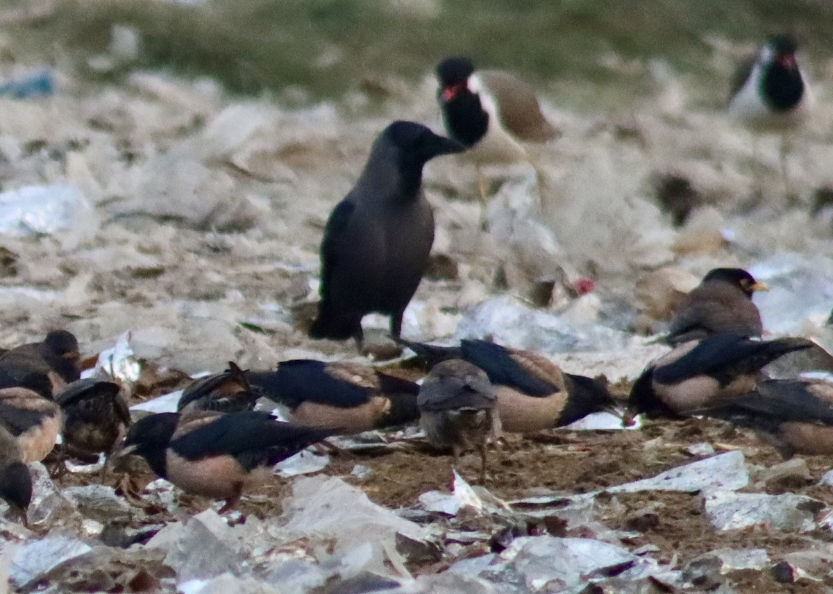 Large-billed Crow - ML644707797