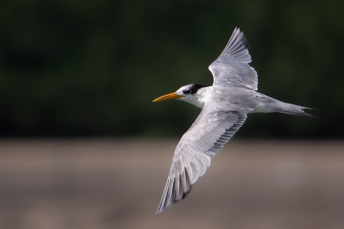 ベンガルアジサシ - ML644707804