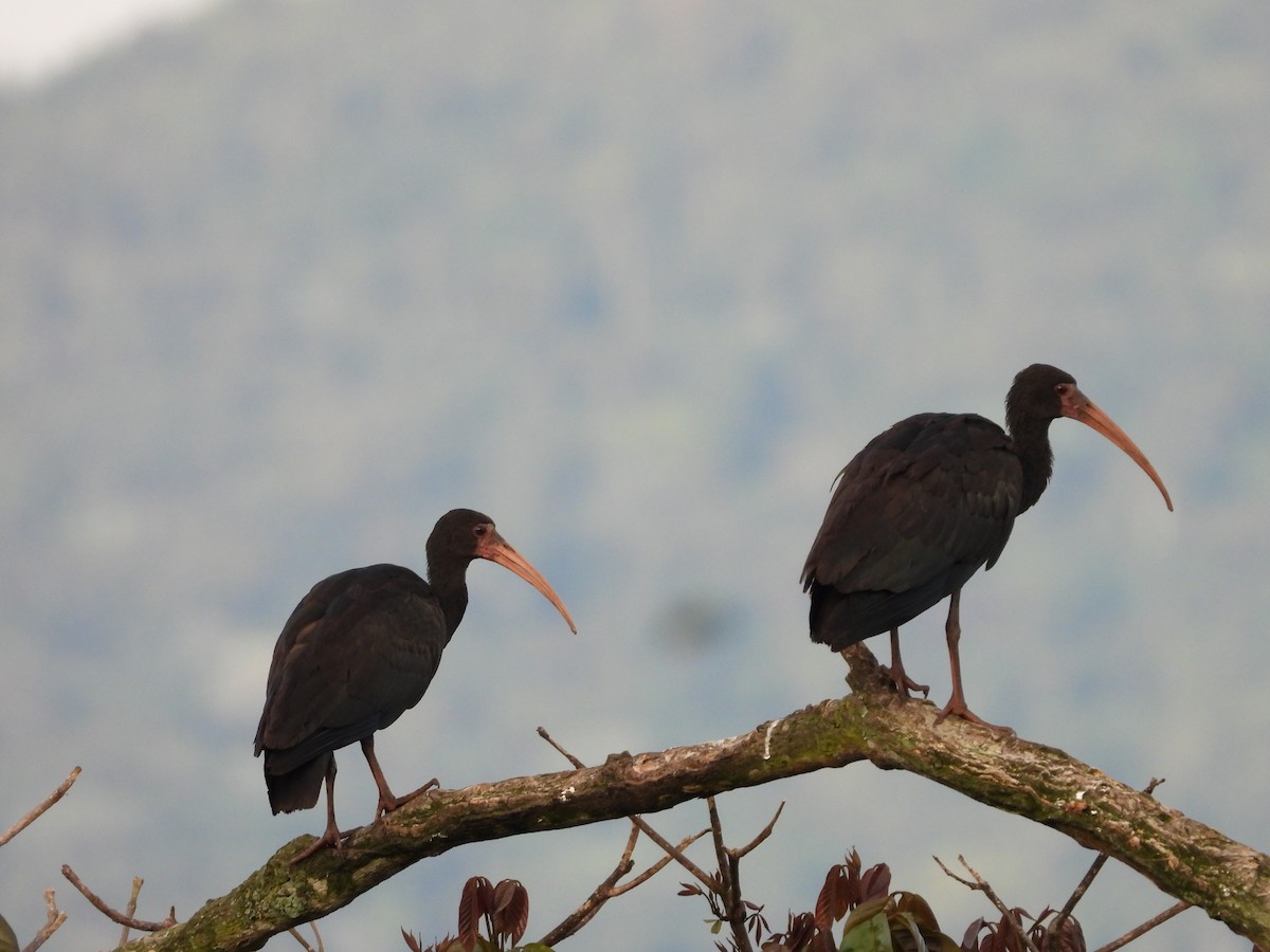 Bare-faced Ibis - ML644707805