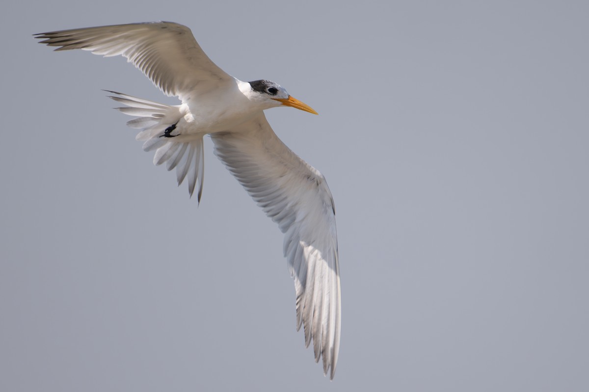 ベンガルアジサシ - ML644707806