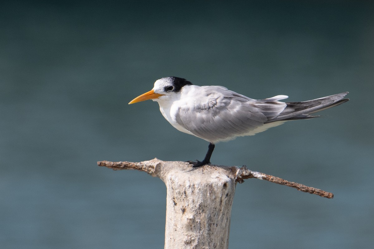 ベンガルアジサシ - ML644707807