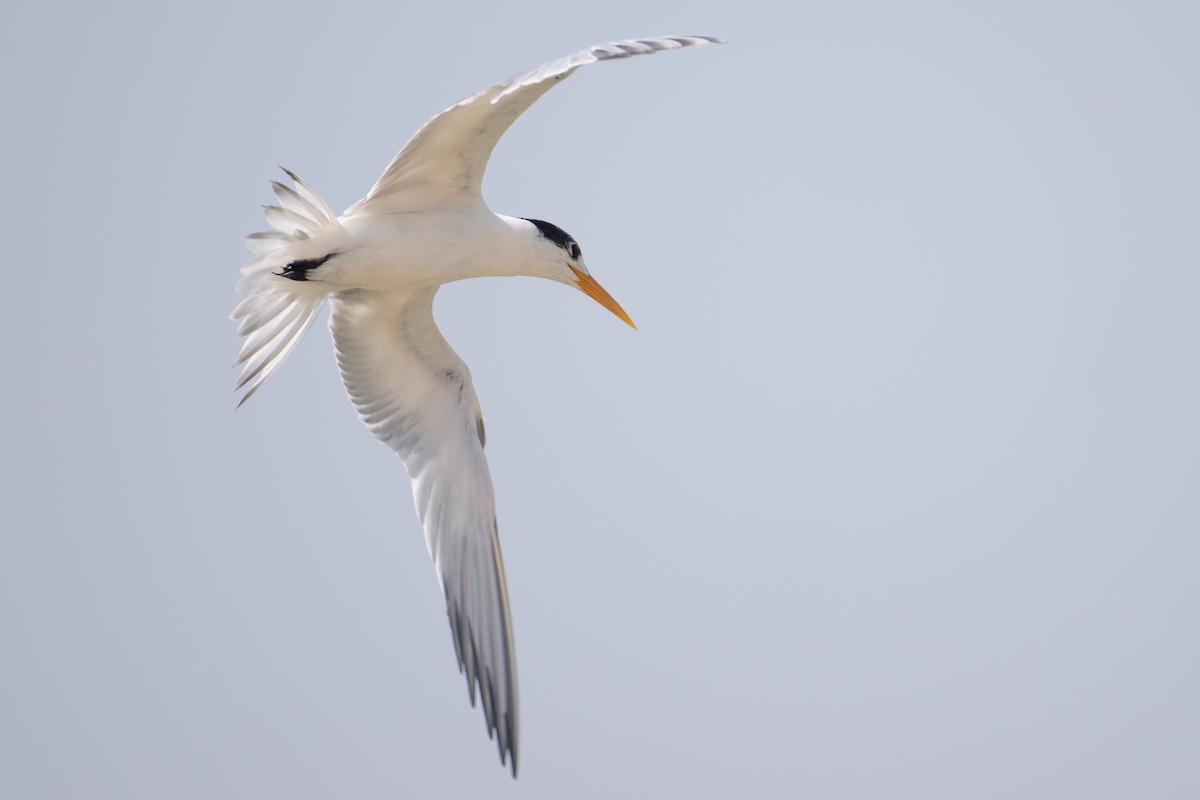 ベンガルアジサシ - ML644707808