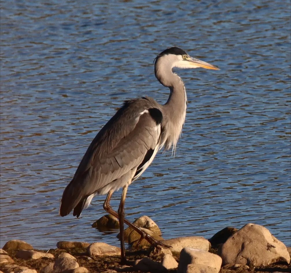 Gray Heron - ML644707812
