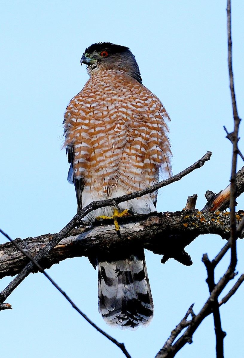 Cooper's Hawk - ML644707816